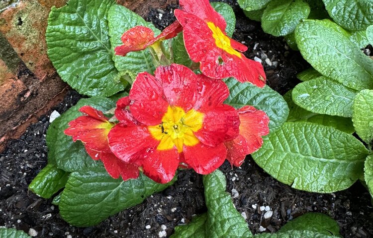 Image of Spring flowers