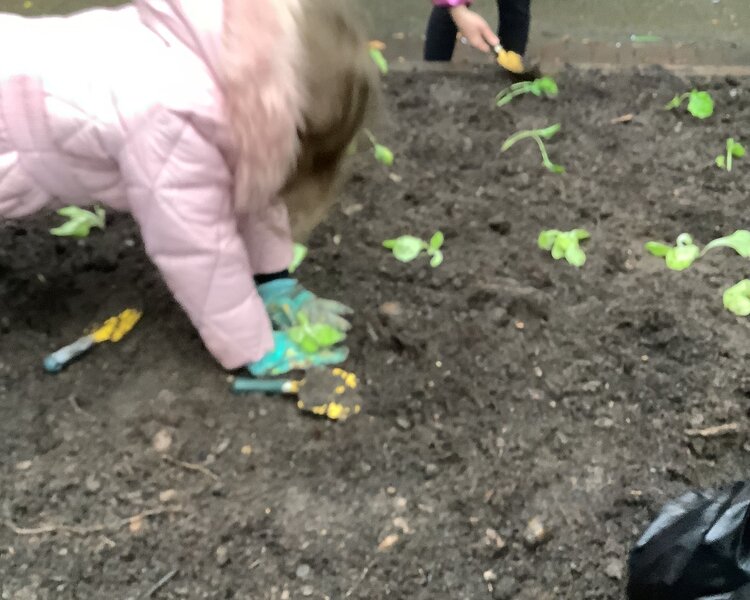 Image of Allotment 