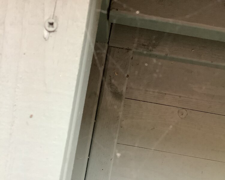 Image of Spiders
