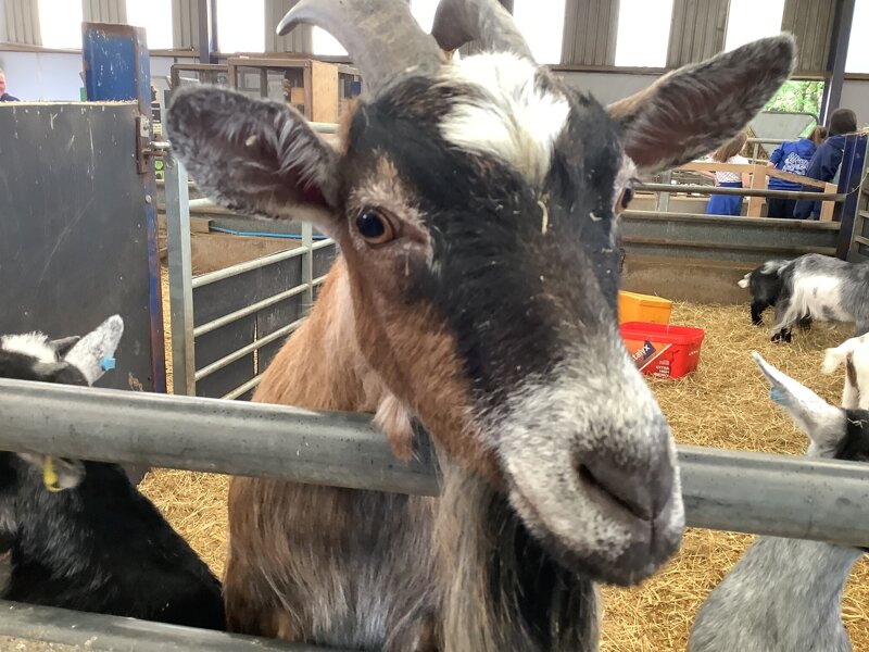 Image of Year 6 Adventure Farm trip