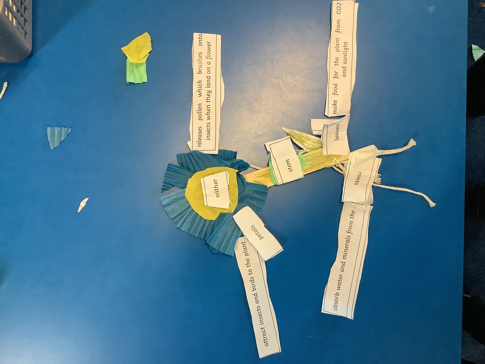 Image of What are the parts of the plant called and what are their functions?