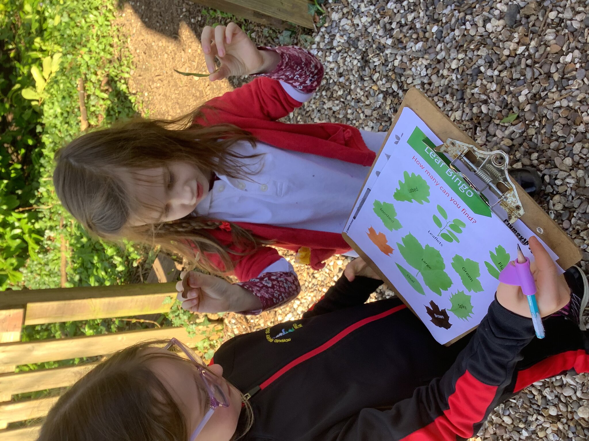 Image of How can we identify deciduous and evergreen plants?