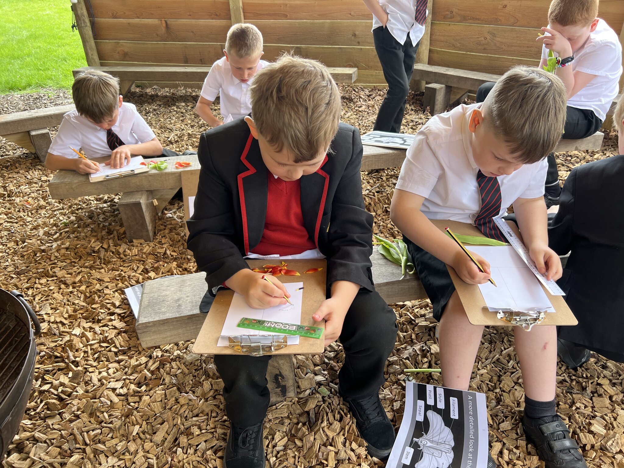 Image of Plant dissection in the outdoor classroom