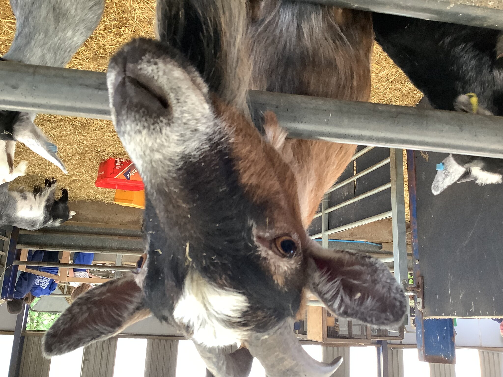 Image of Year 6 Adventure Farm trip