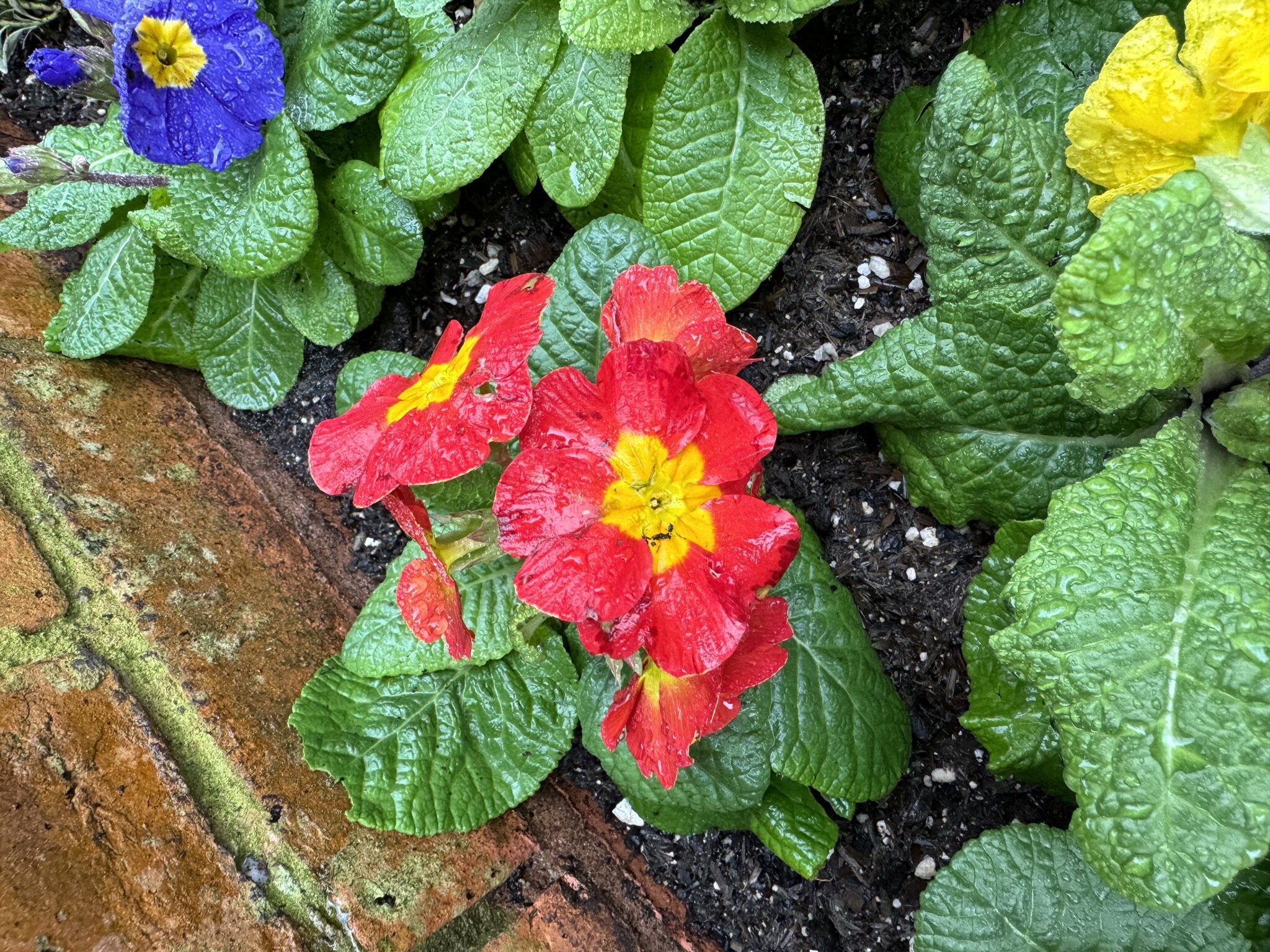 Image of Spring flowers