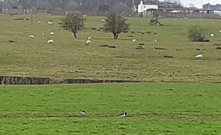 Image of Our Oyster Catchers are Back!