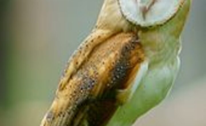 Image of An Owl Visit