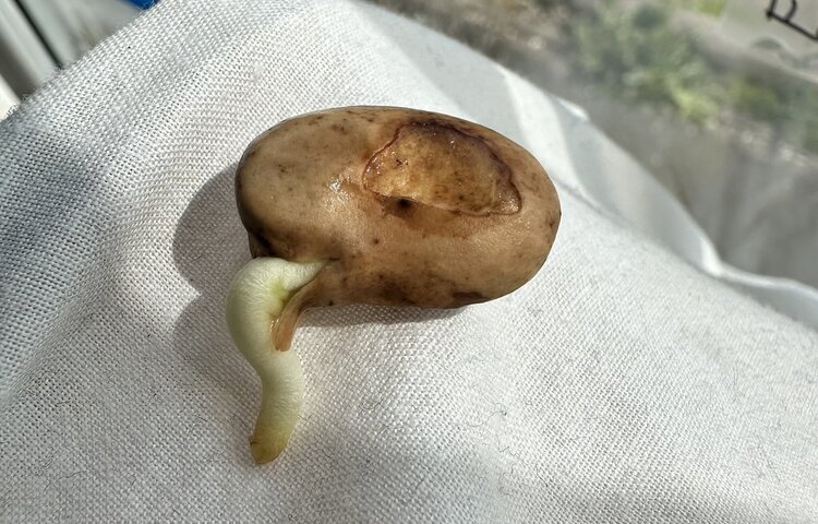 Image of Growing Beans