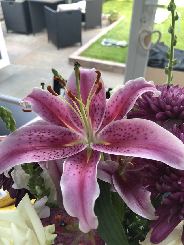 Image of Dissecting Flowers