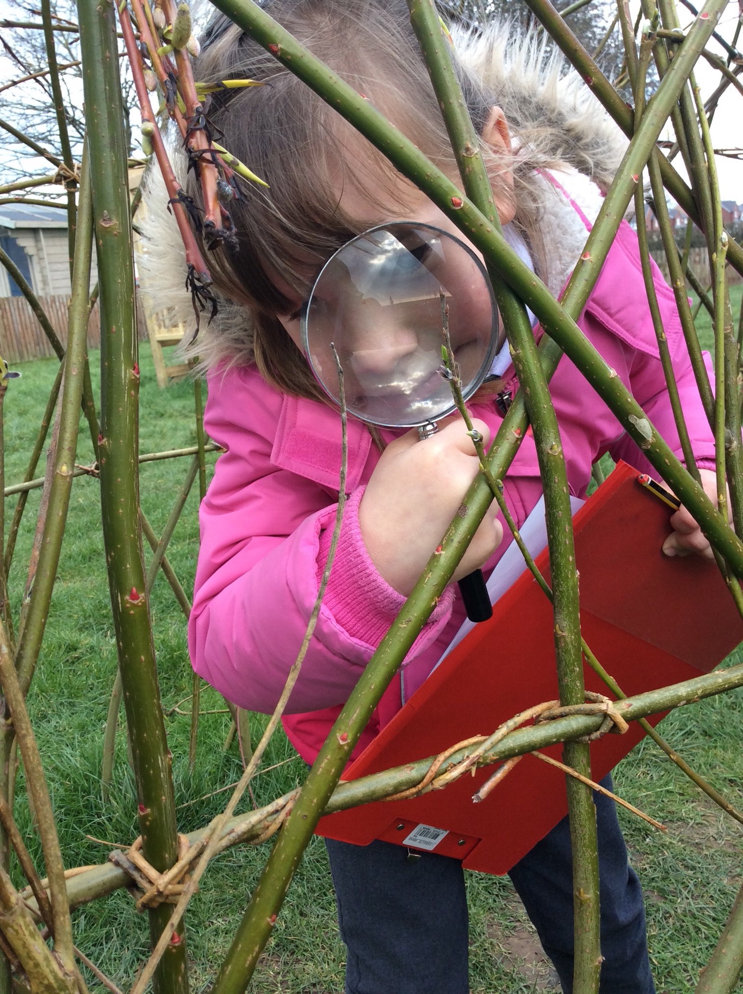 Image of Observing Plants