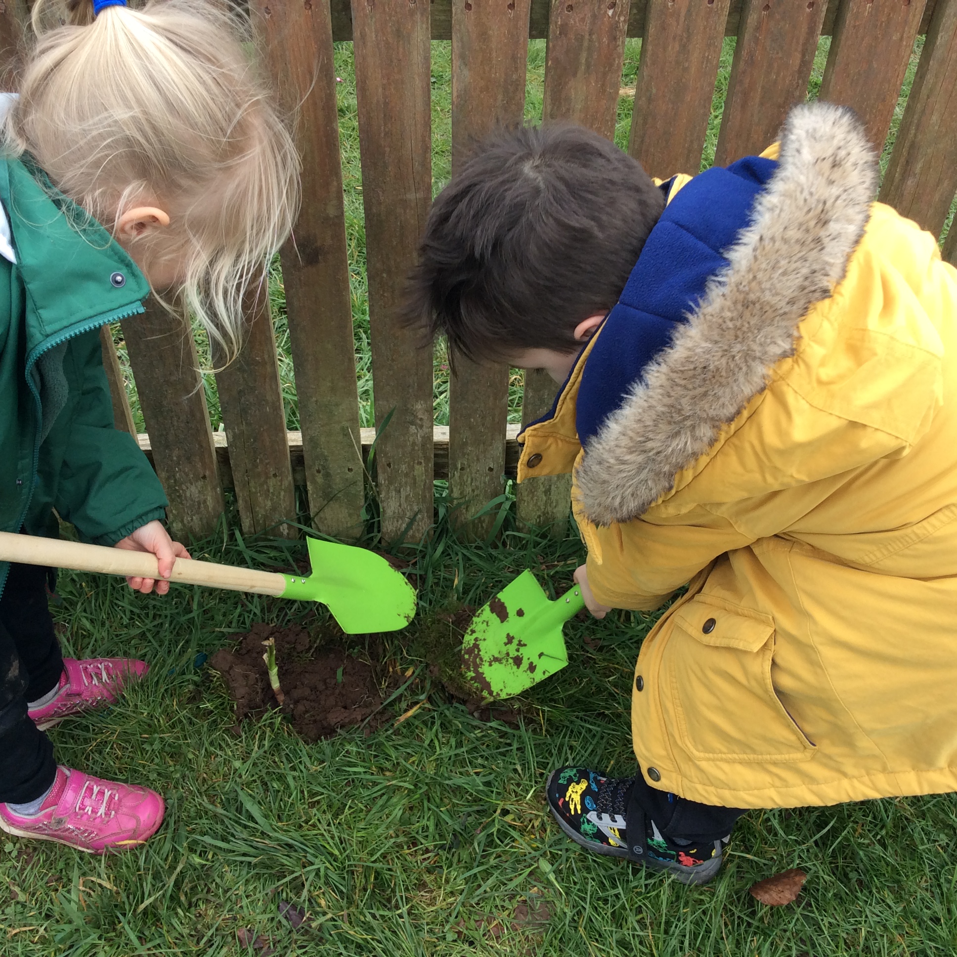 Image of Planting Bulbs 