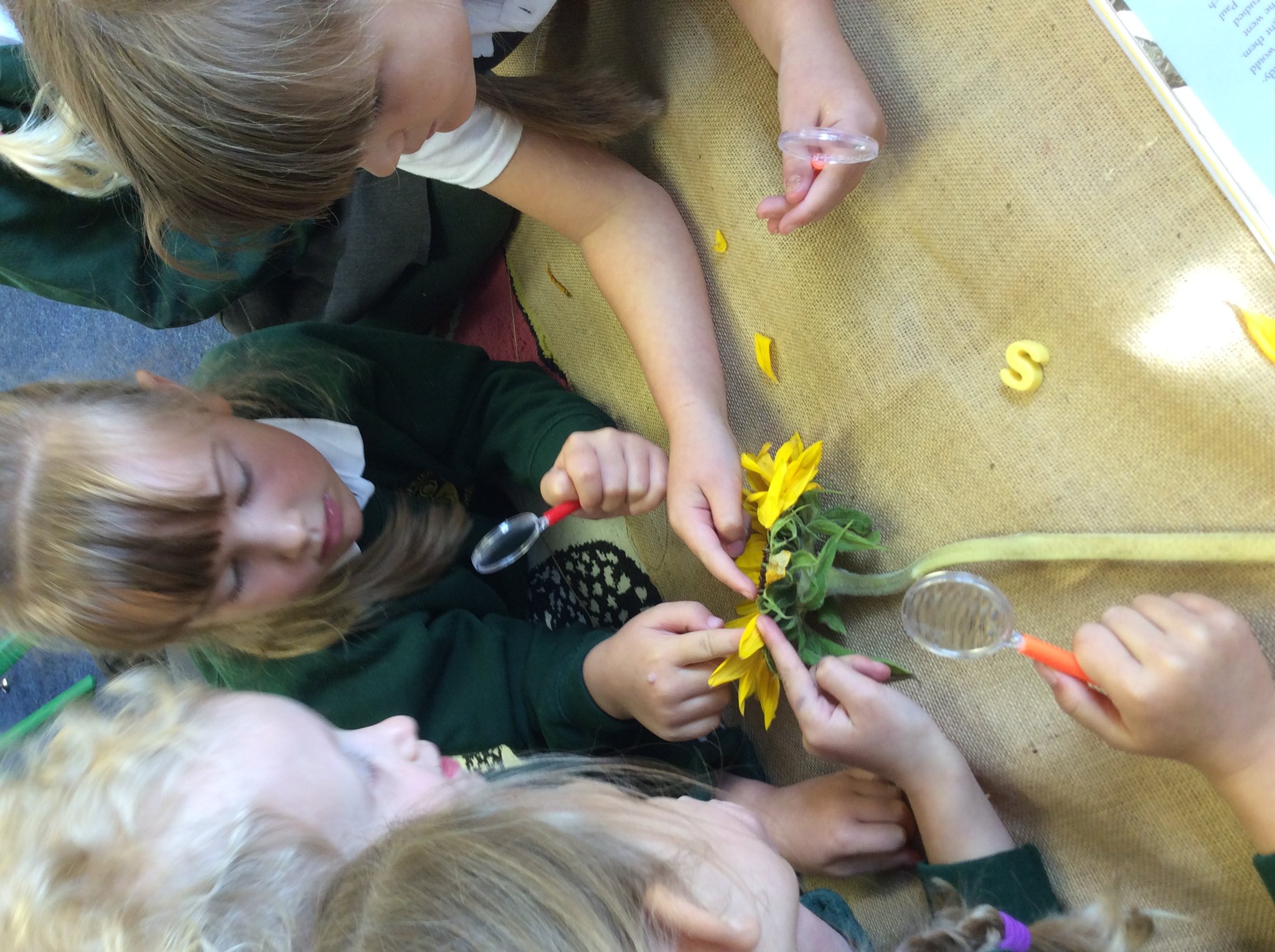 Image of Sunflowers