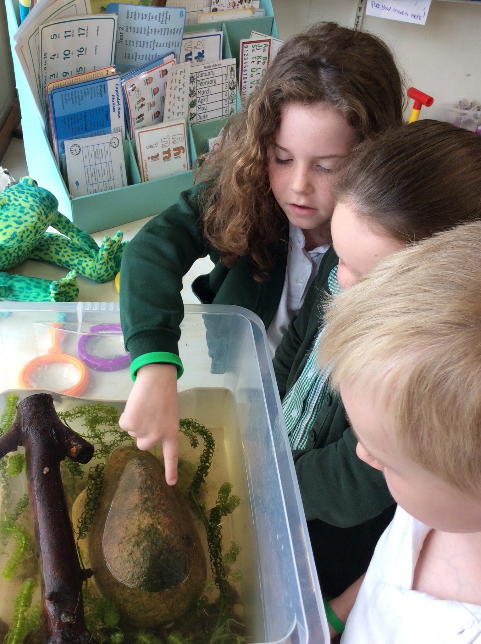 Image of Frogs and Froglets