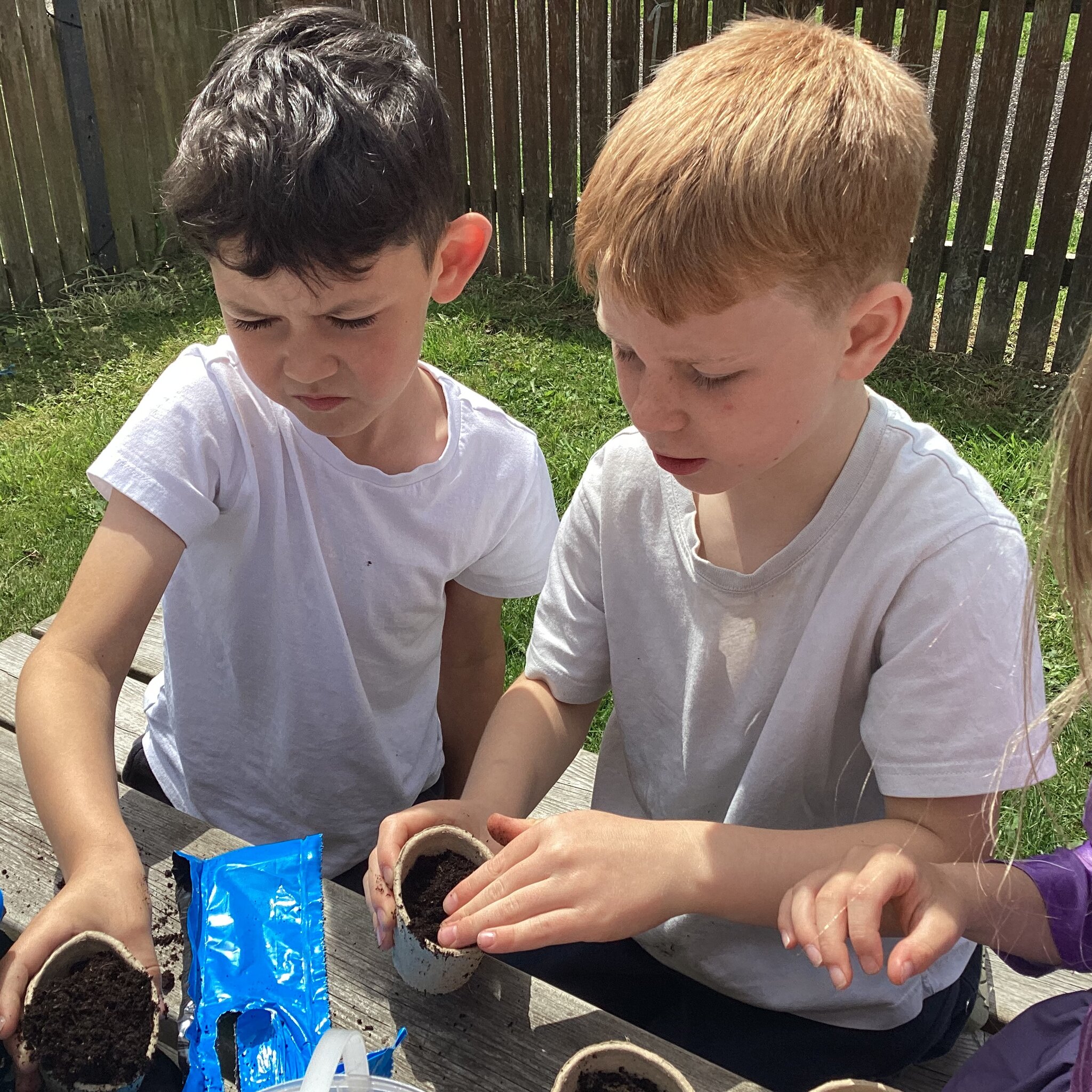 Image of Potting the Bean Seeds