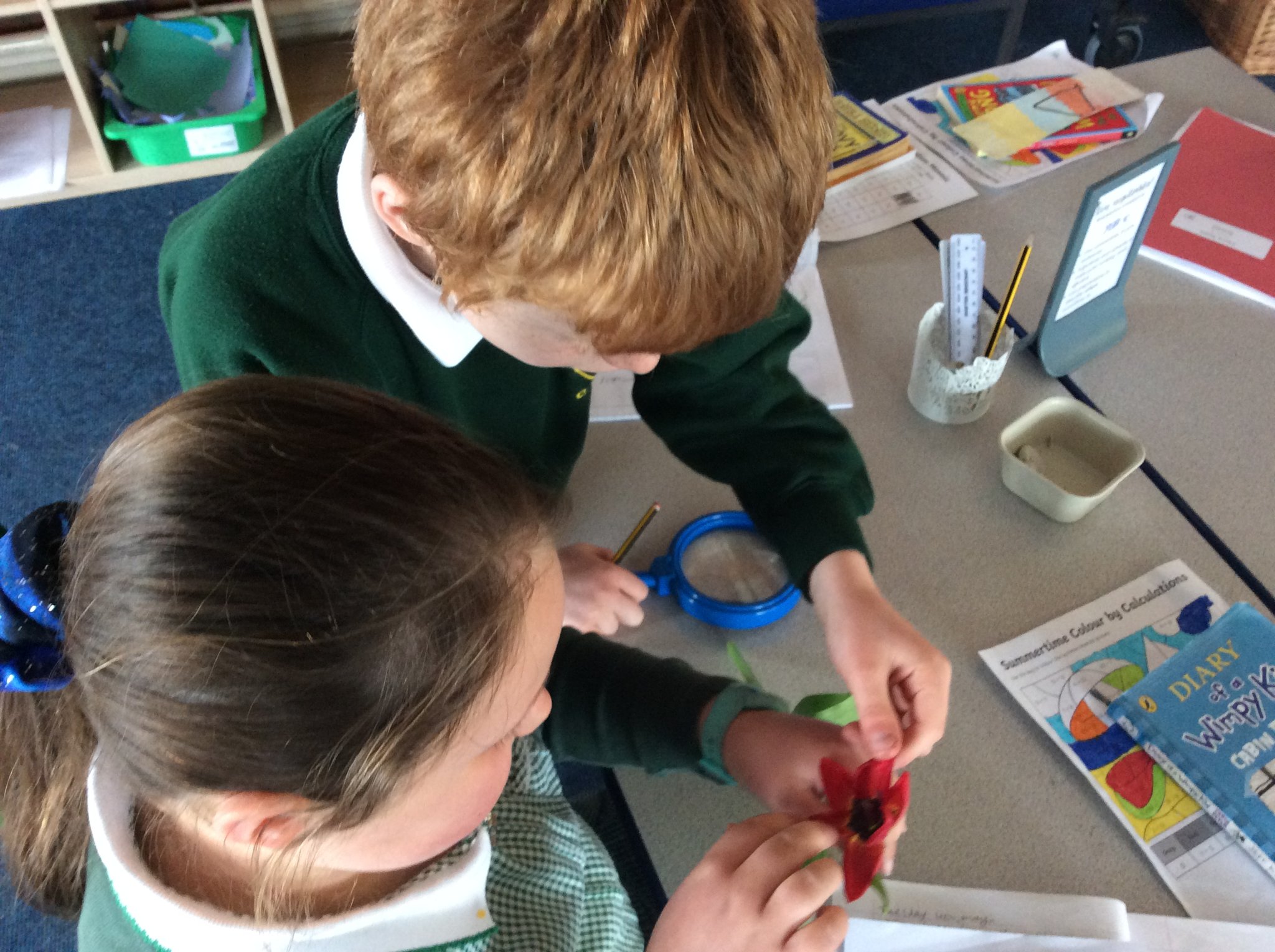 Image of Investigating plants