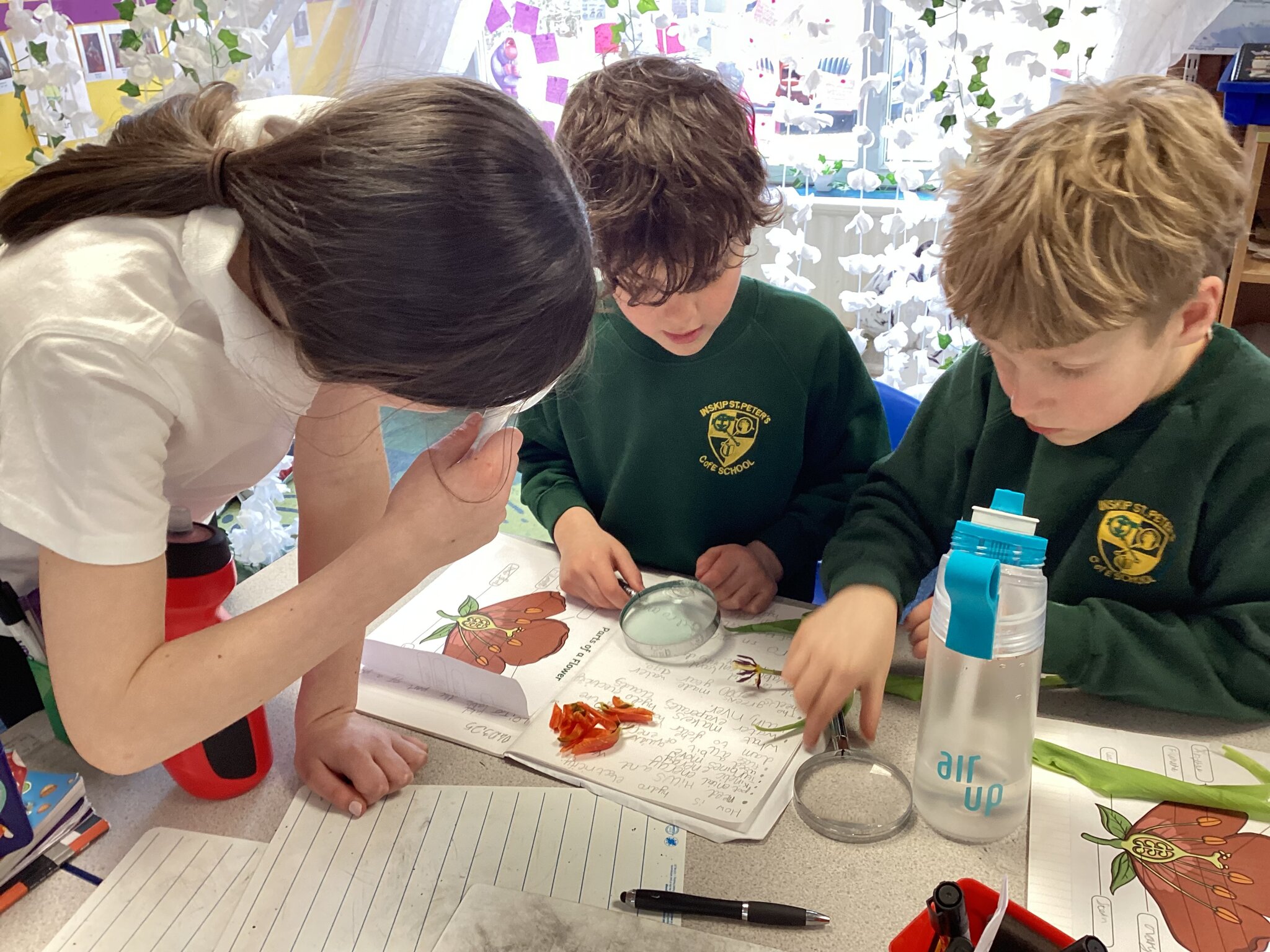 Image of Investigating plants