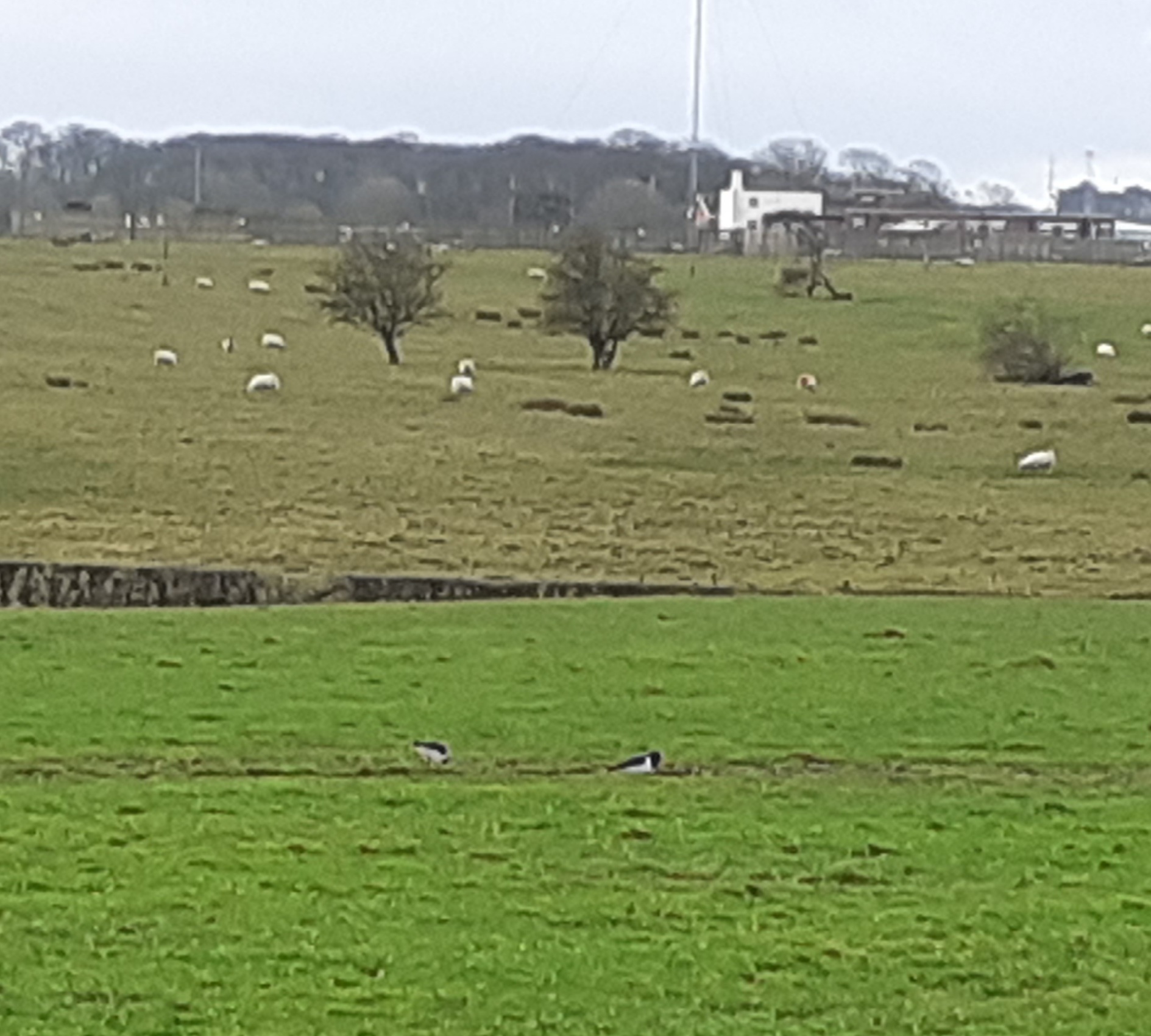 Image of Our Oyster Catchers are Back!