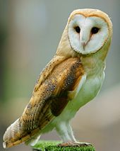 Image of An Owl Visit