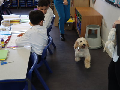 Image of Milo (School Dog) Visit - July 2021
