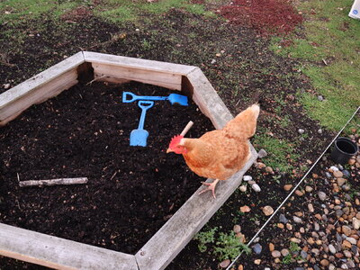Image of School Chickens 