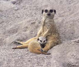 Image of Year 4 visit Oasis Wildlife Park