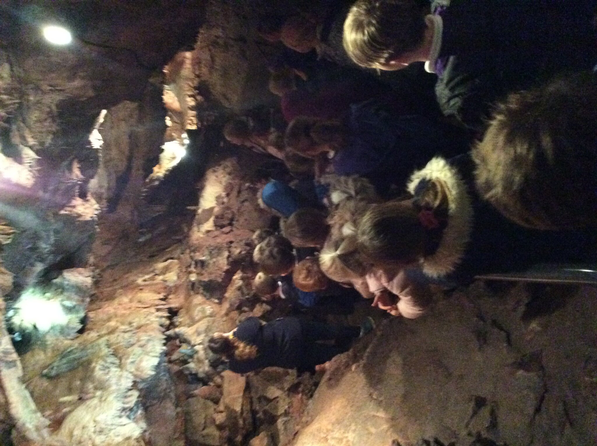 Image of Cranesbill visit Kents Cavern 