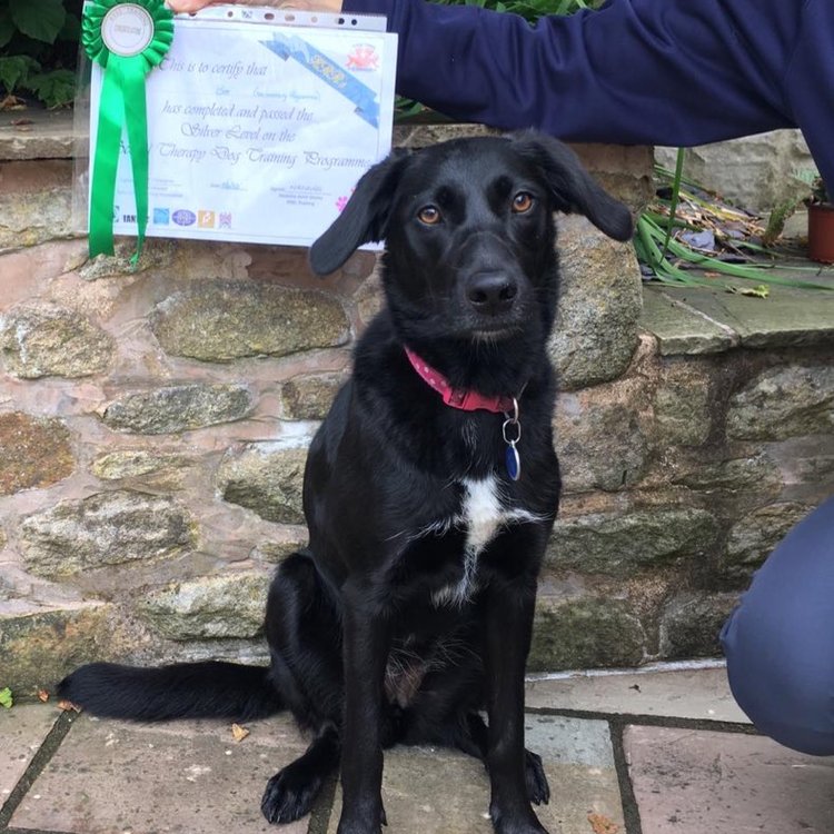 Image of Bee awarded Silver Level on School Therapy Dog Programme