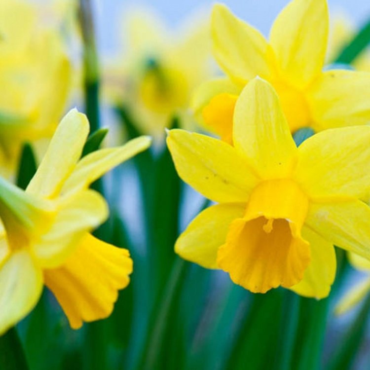 Image of Junior, Infant & Pre-School 'Spring into Spring' Fun Day for Marie Curie