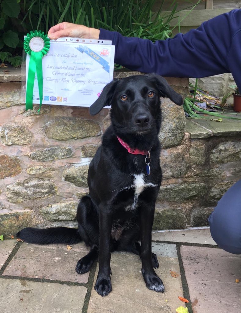 Image of Bee awarded Silver Level on School Therapy Dog Programme