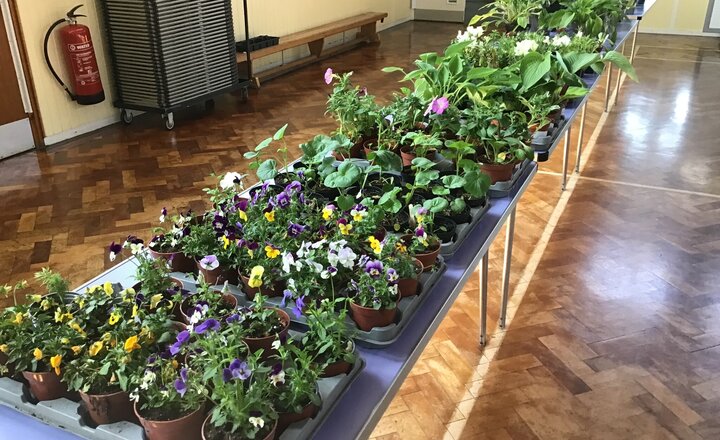 Image of School Plant Sale