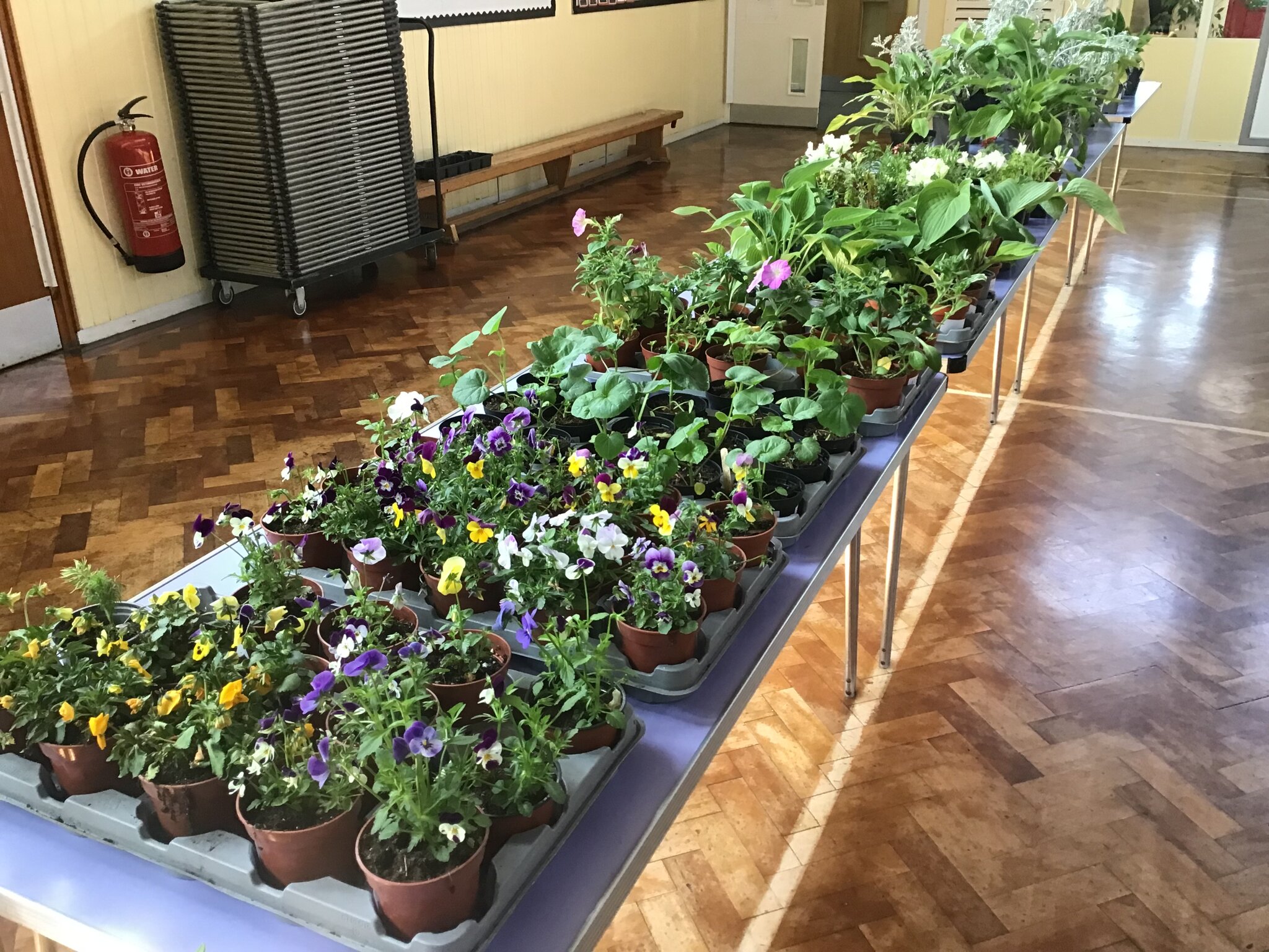 Image of School Plant Sale