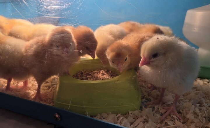 Image of Our Chicks Enjoy Their Weekend Home