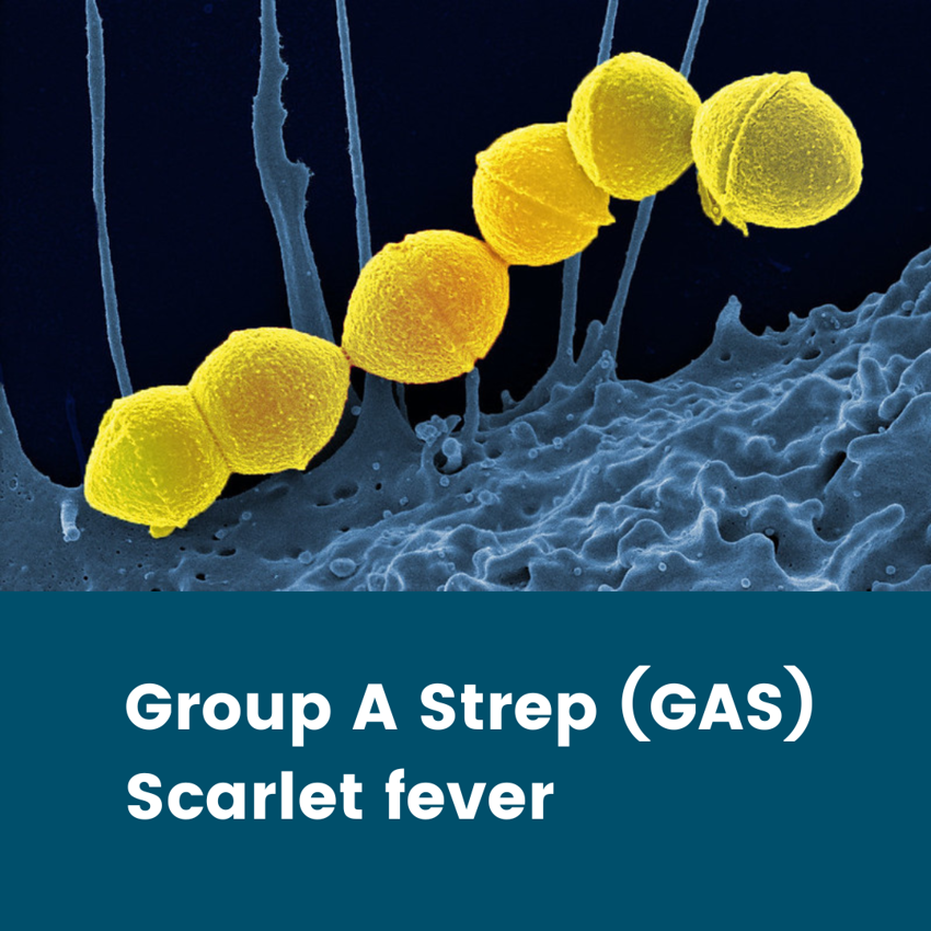 Image of Strep A information