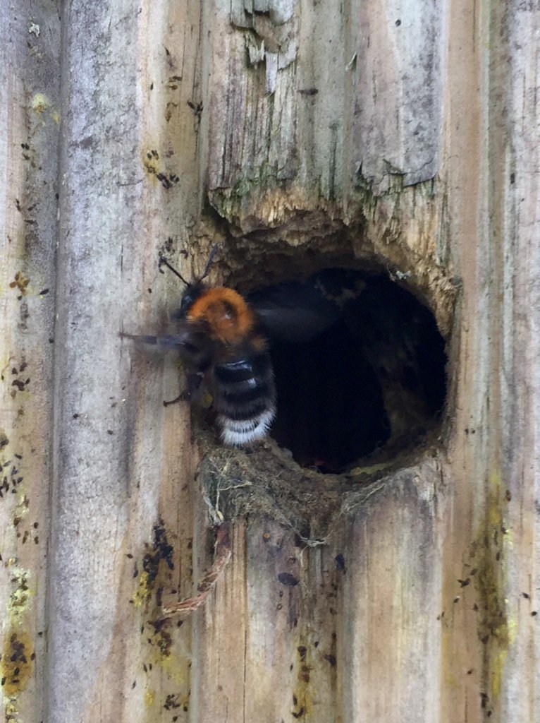 Image of National Insect Week at Linden Road