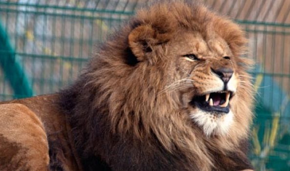 Image of Years 1 & 2 Blackpool Zoo