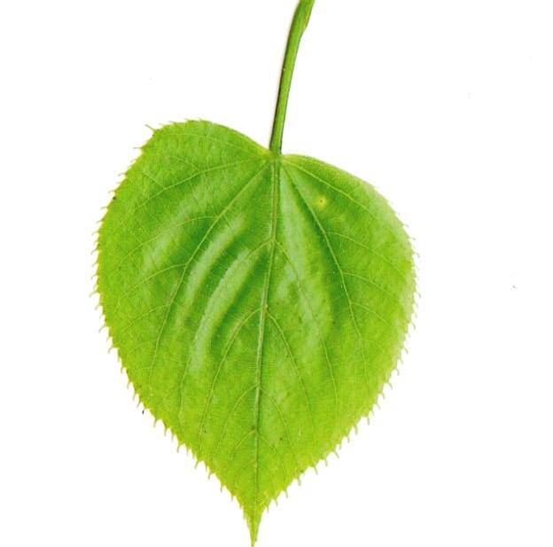 Image of Class Celebration Week