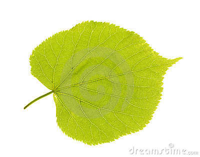 Image of Report Cards Home