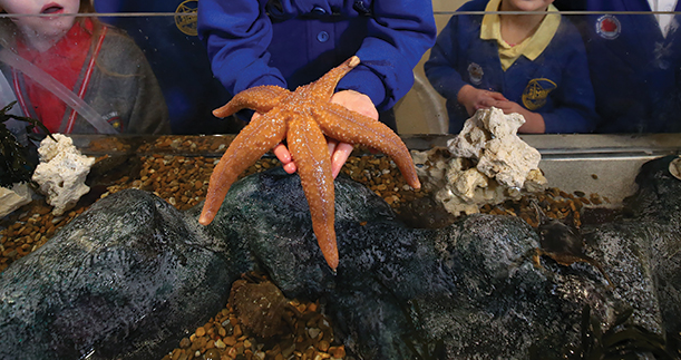 Image of Rockpool experience Year 4