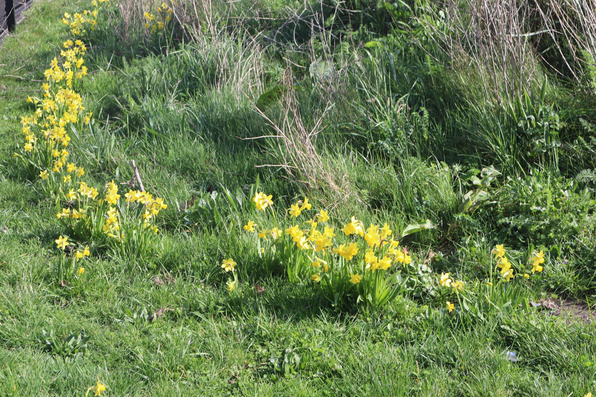 Image of Athena Students Bring LSA to Life with Spring Blooms