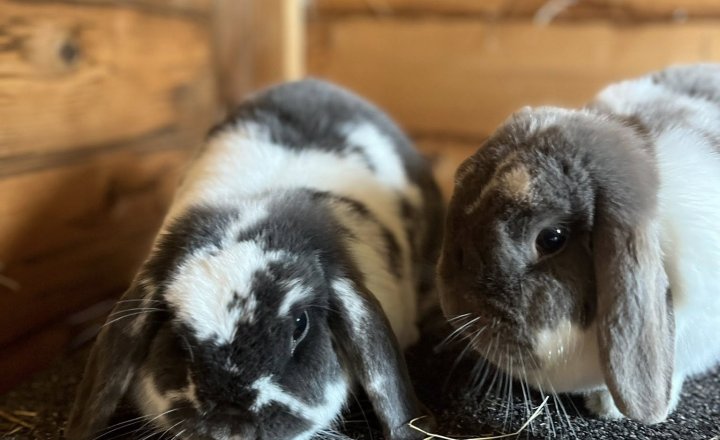 Image of Bunny Paradise Makeover