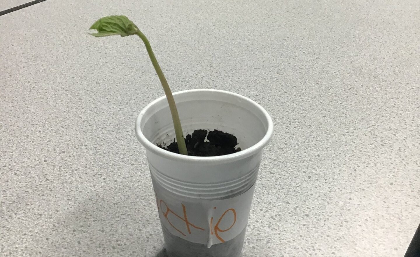 Image of Aut 2 week 5