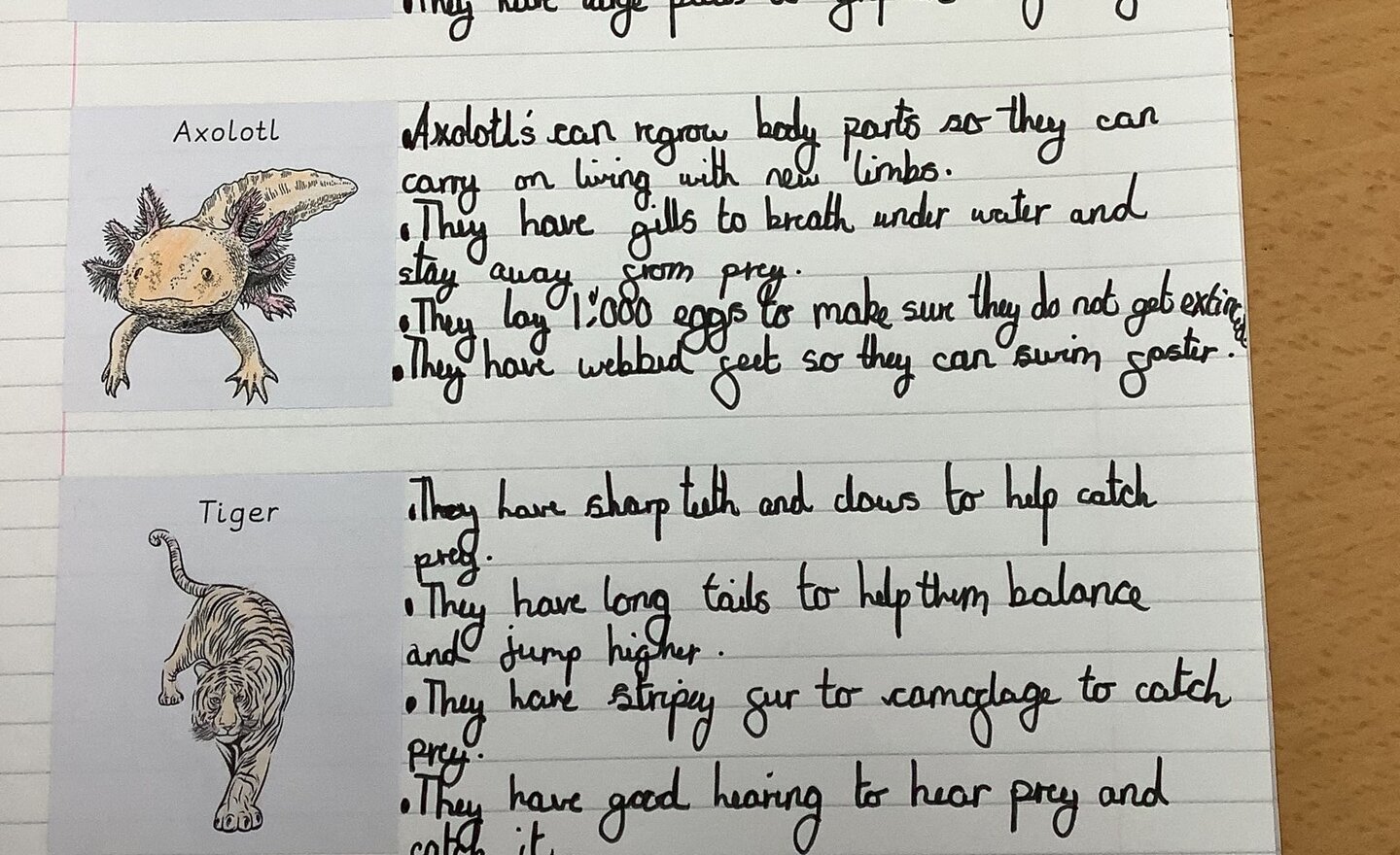 Image of Animal adaptations