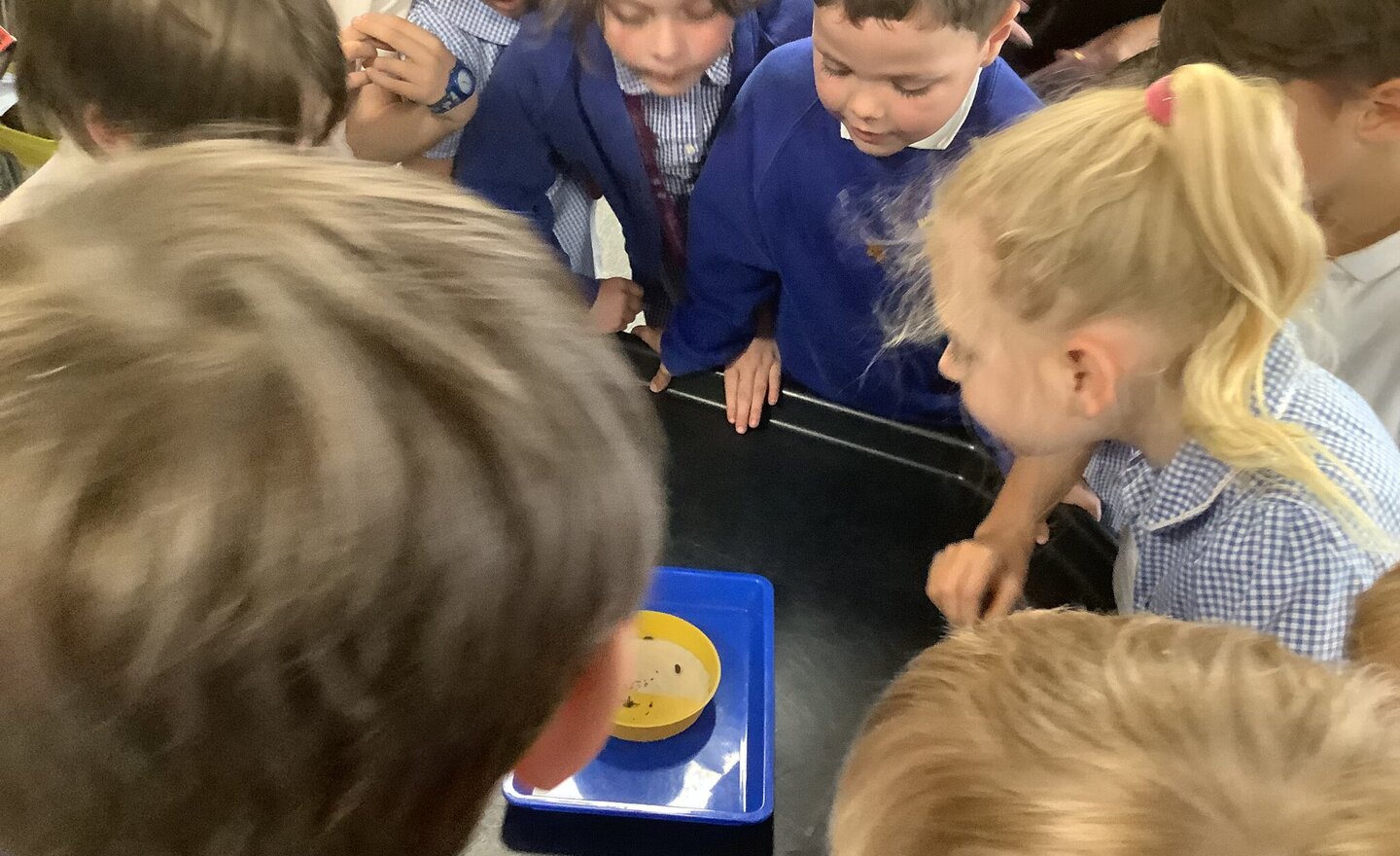 Image of Science questions and investigations 