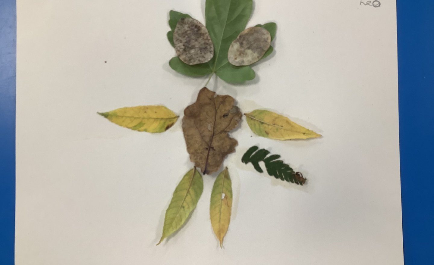 Image of Leaf art