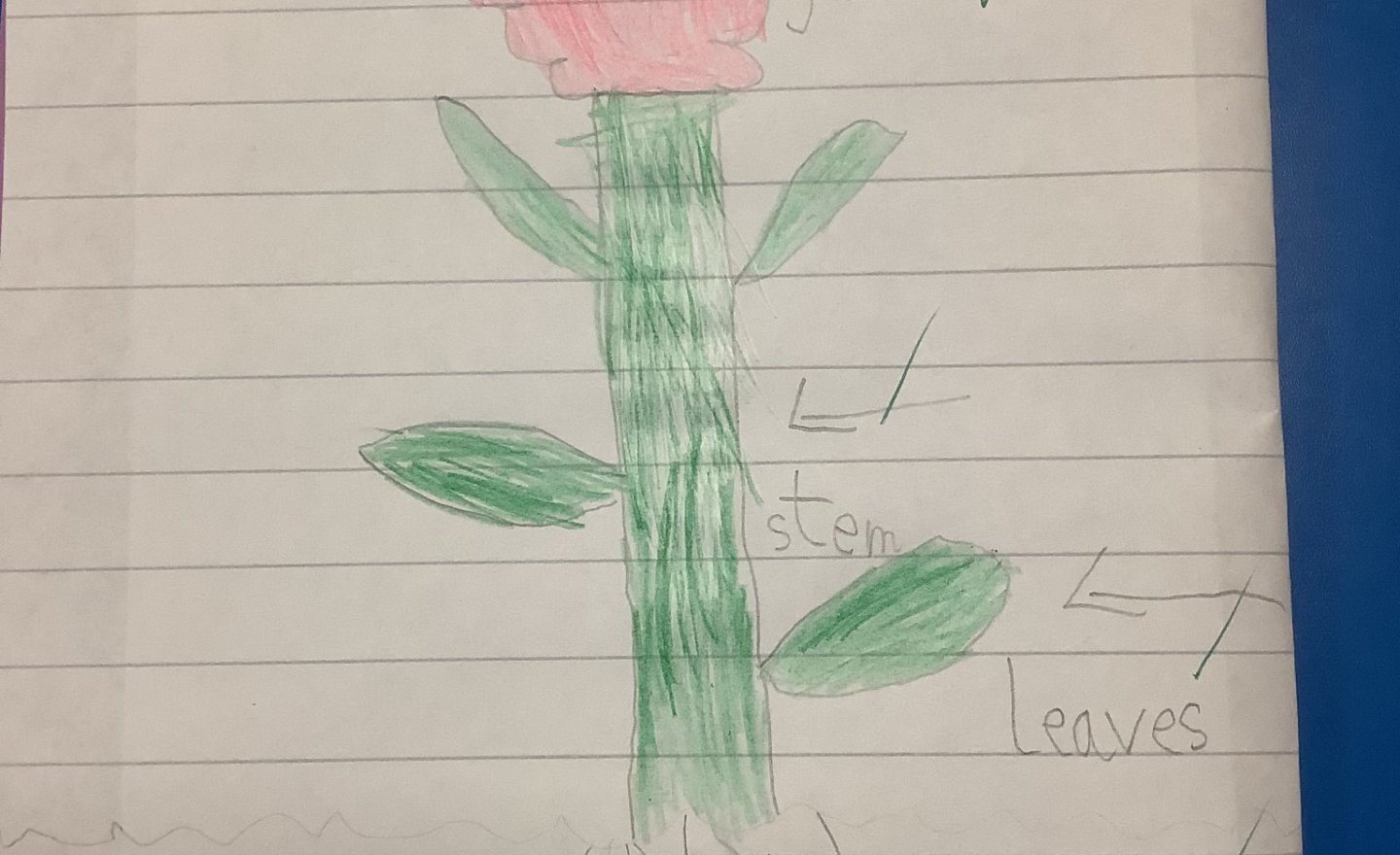 Image of Introduction to plants