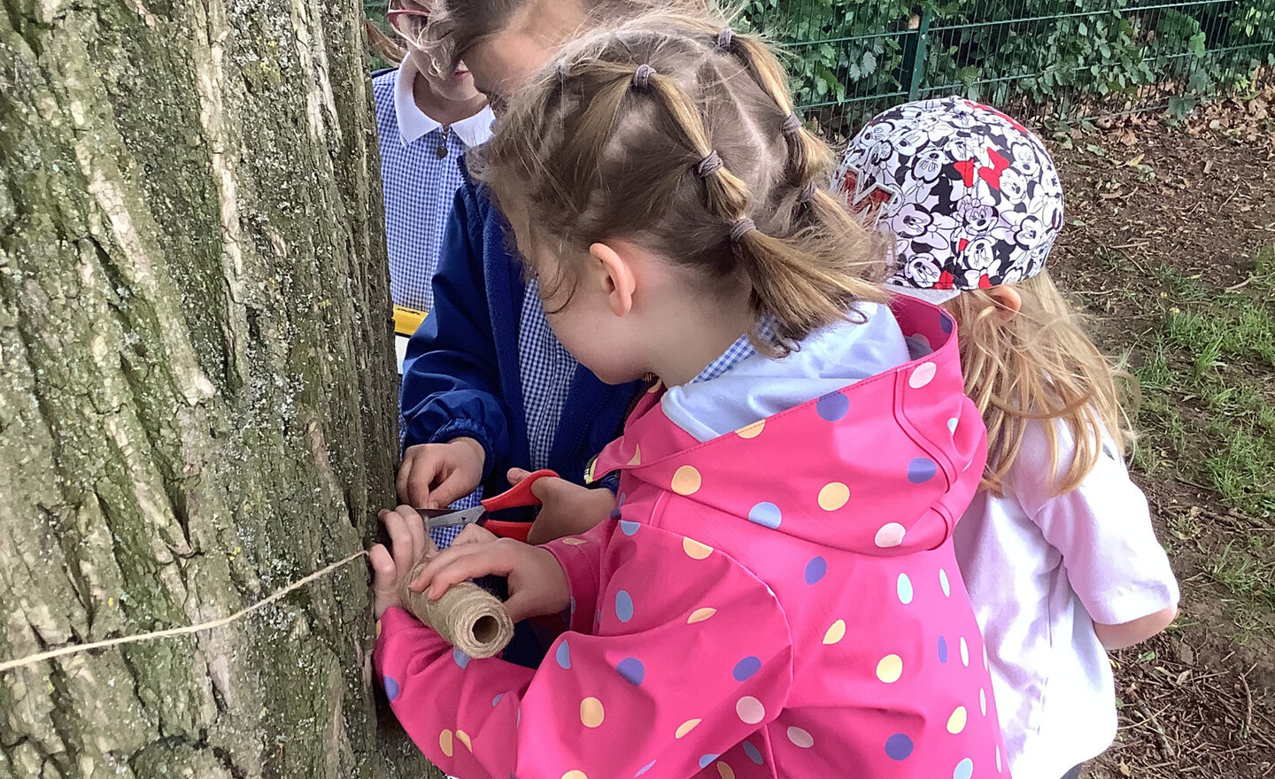 Image of Do taller trees have wider trunks? 