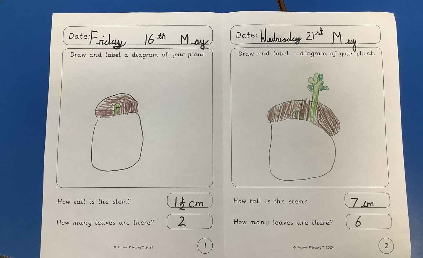 Image of Measuring plant growth