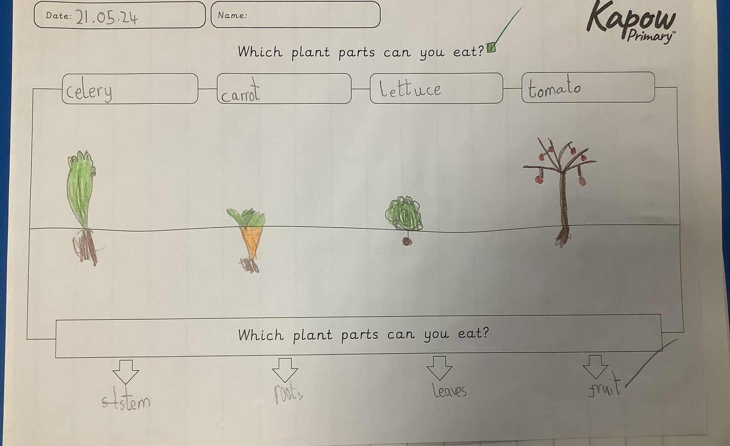 Image of Parts of a plant we can eat