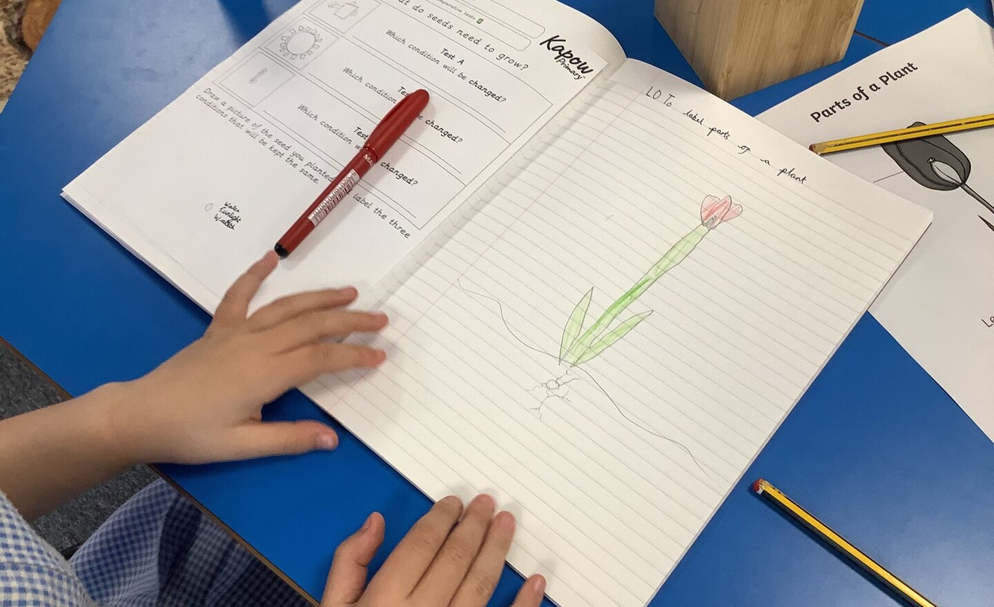 Image of What do plants need to grow?