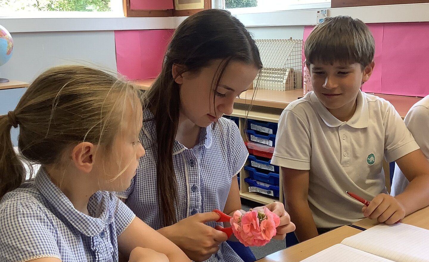 Image of The life cycle of a plant